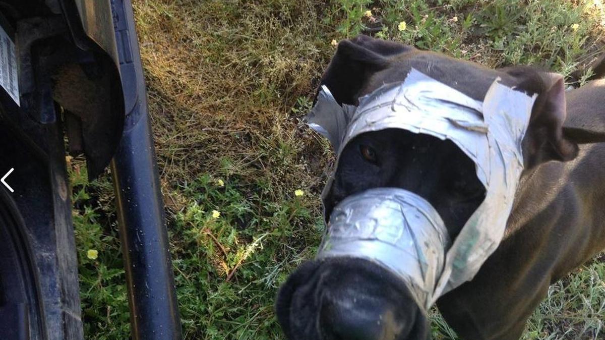 According to the the Darlington County Sheriff’s Office Facebook page, an anonymous call led deputies to this dog, found abandoned with tape wrapped around its mouth and head April 4, 2016, in Darlington.