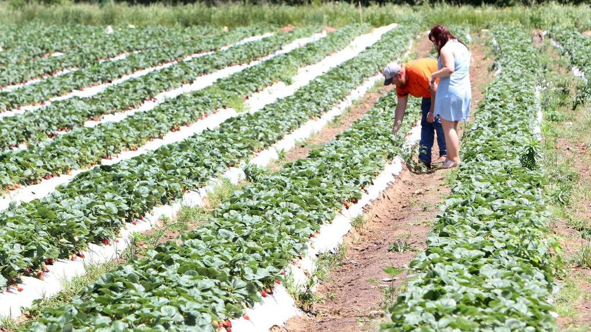 Customers at Bush-n-Vine near York pick their own strawberries in this file photo.