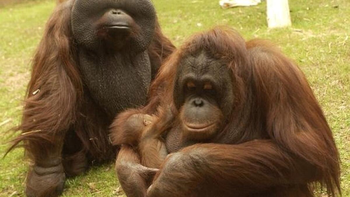 In this file photo, Chelsea the orangutan shows off her new baby Bob at the Greenville Zoo. The fathers name is Mia