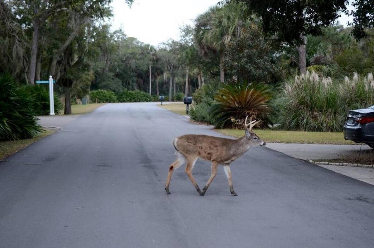 A deer walks across a road on Fripp Island in 2016.