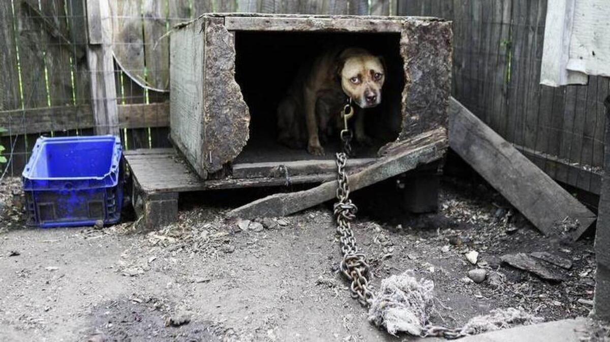 A dog chained up to a fence before being rescued from a backyard in Gary, Ind.