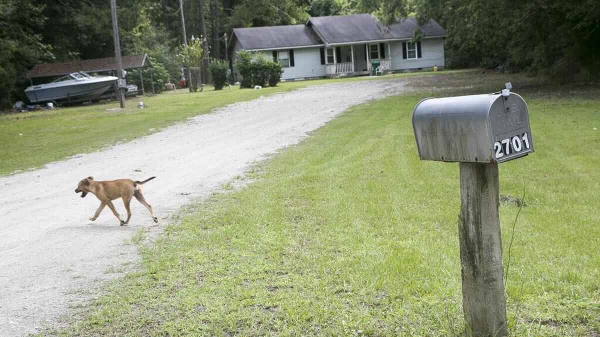 
A dog crosses a drive way on West Shore Drive that is currently being maintained by Horry County. The county is considering stopping maintenance of more than 100 miles of dirt roads because, by state and county laws, they don't benefit enough people.
