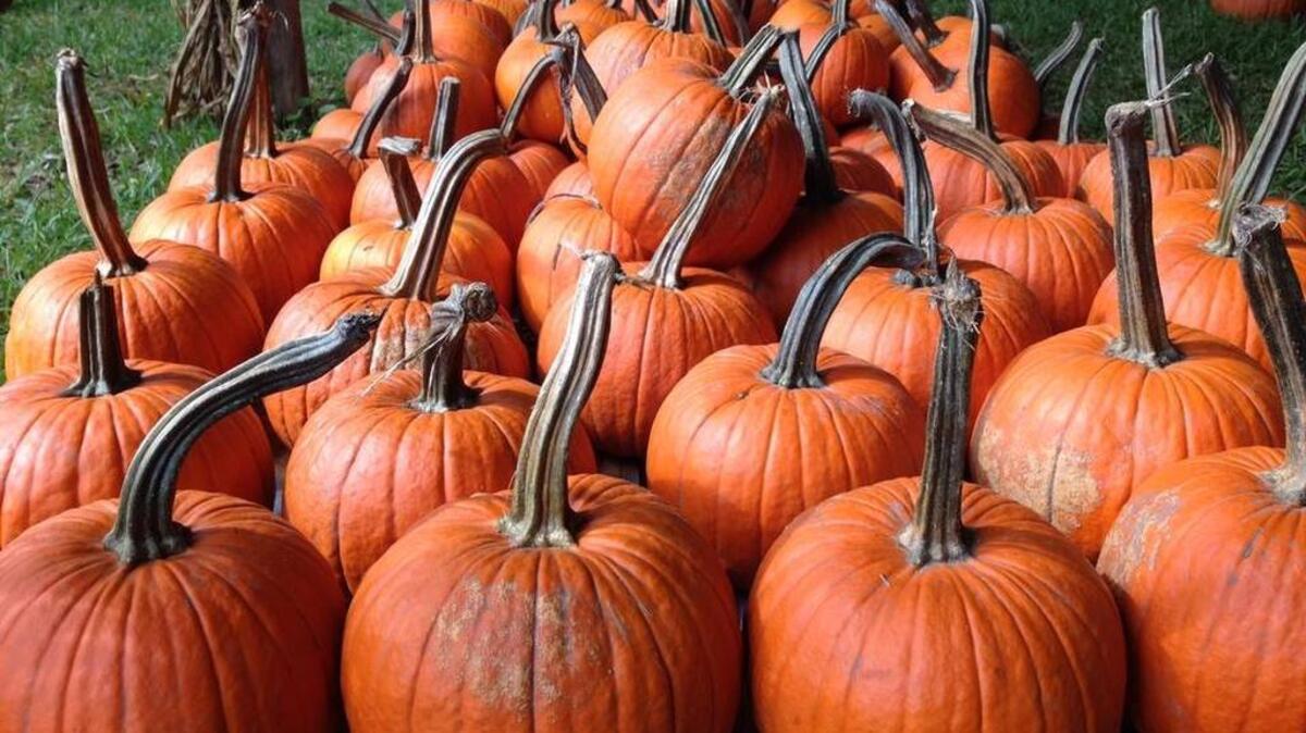 
Sugar pumpkins are pictured Oct. 12 at a Poppell Farms pumpkin lot on Hilton Head Island. 
