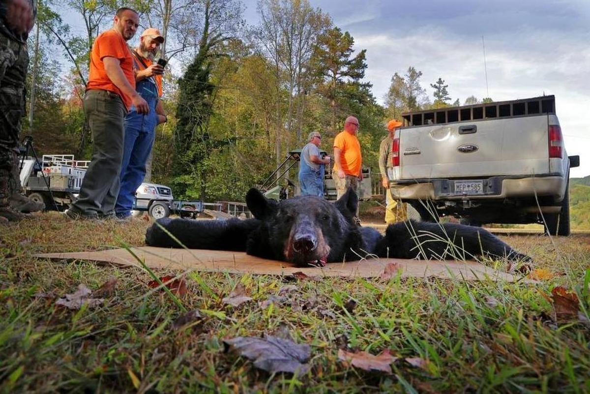 A bear harvested by hunters in 2016 north of Pickens.