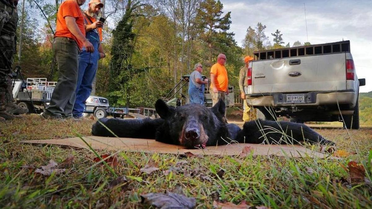 Bear-hunting is allowed for two weeks in the mountains and northern coast of South Carolina. This photo was taken in 2016 in the southern Appalachians north of Pickens.
