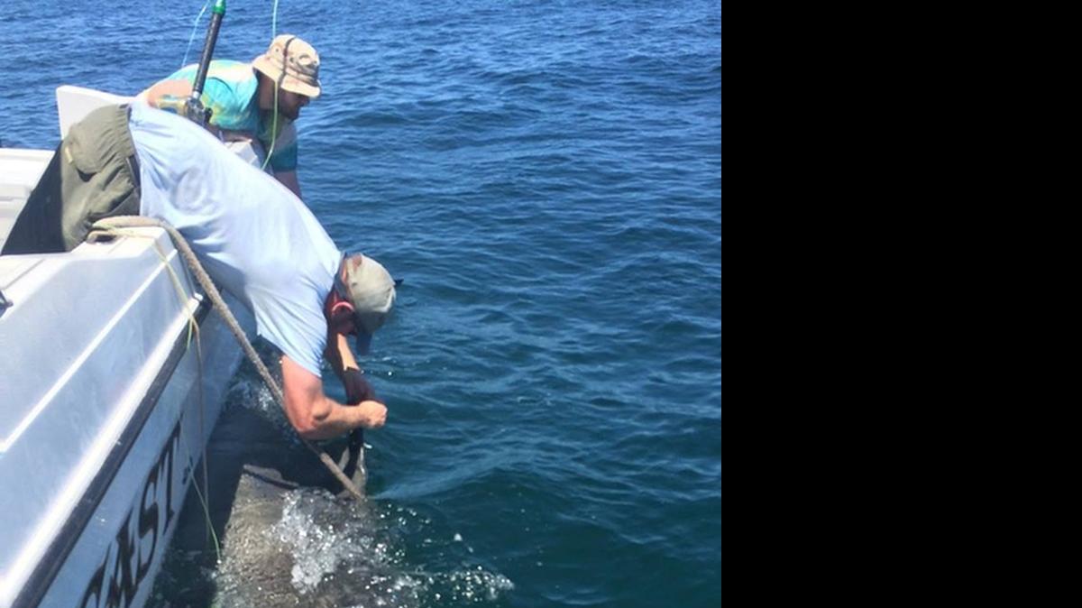 
Bryan Frazier of the S.C. Department of Natural Resources attaches a tracking device to a 1,200-pound tiger shark named Chessie near the mouth of Port Royal Sound off Hilton Head Island.
CHIP MICHALOVE — Submitted photo 

