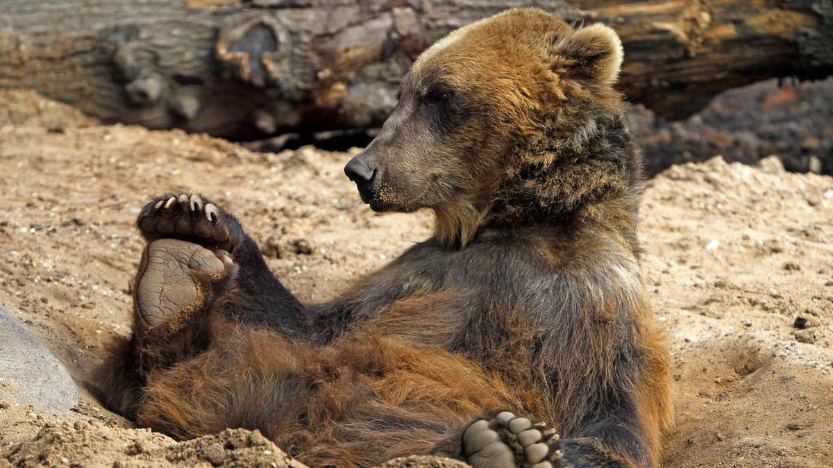 A grizzly bear at the Riverbanks Zoo in Columbia.