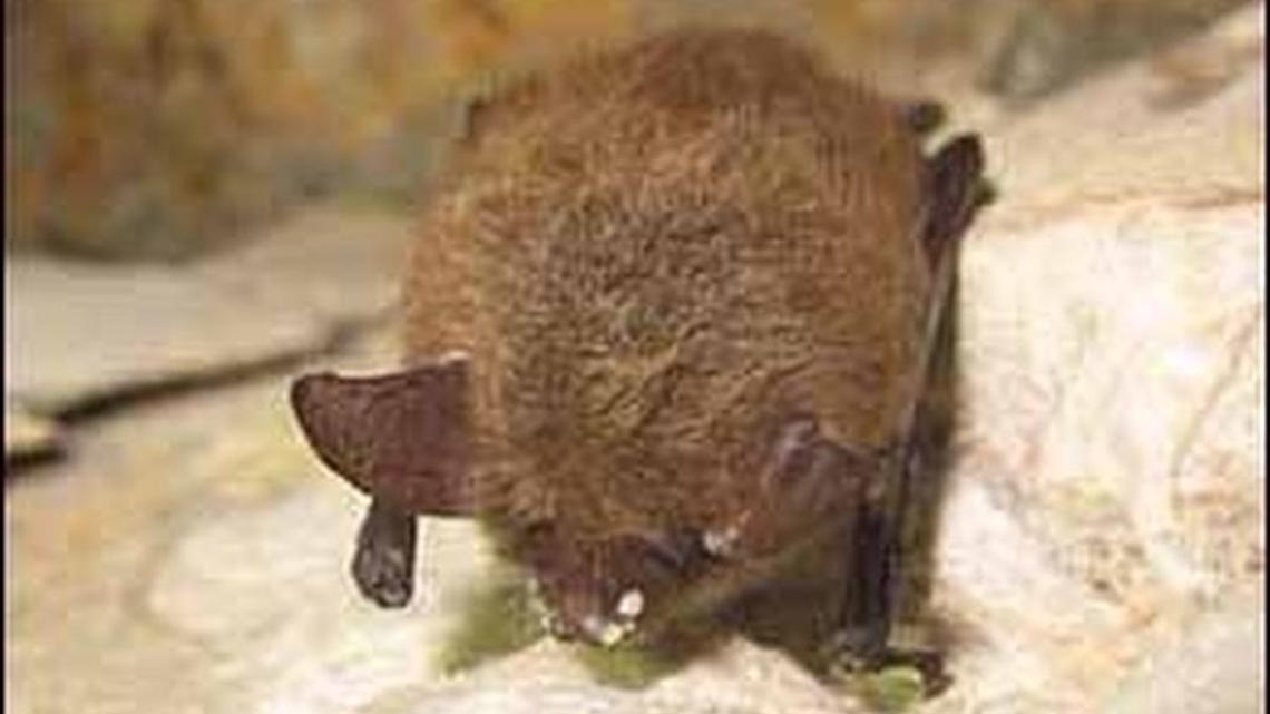 The long-eared northern bat has been put on the endangered species list.