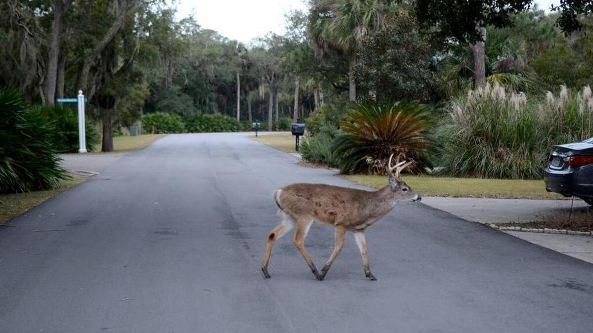 A deer walks across one of the residental roads on Saturday afternoon on Fripp Island.