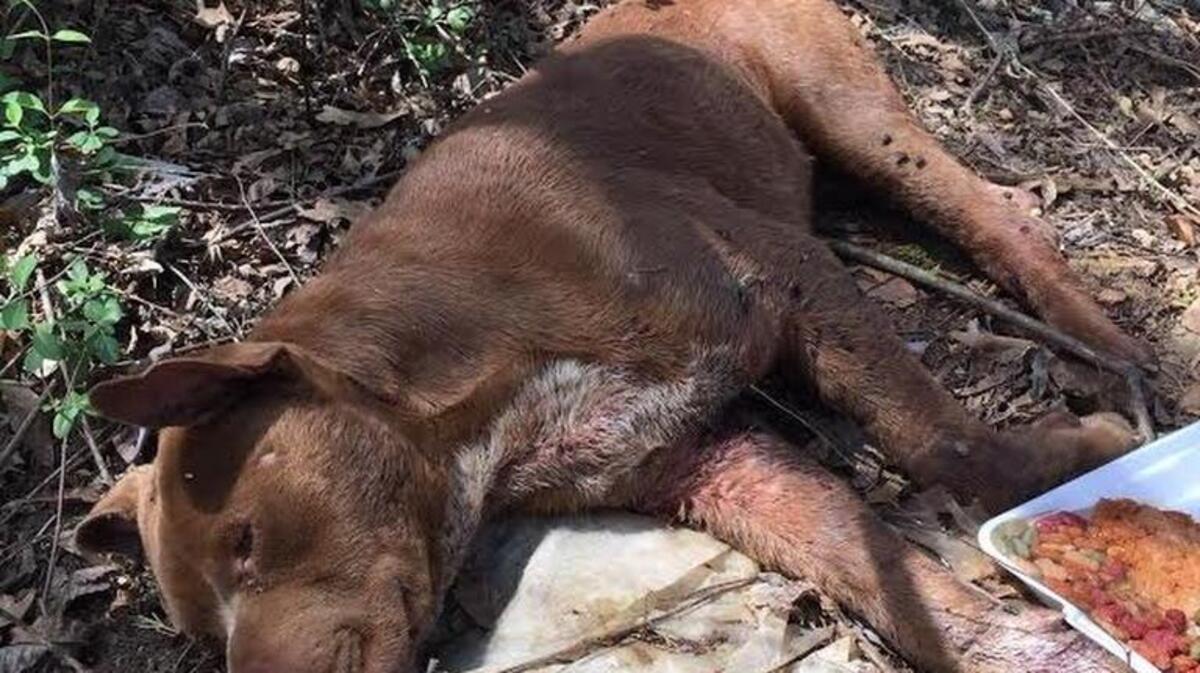 Rambo, a pitbull mix, was found severely injured in a wooded area off Vernsdale Road in Rock Hill last week. Rescue and veterinary officials believe he was used as a “bait dog” in dog fighting.