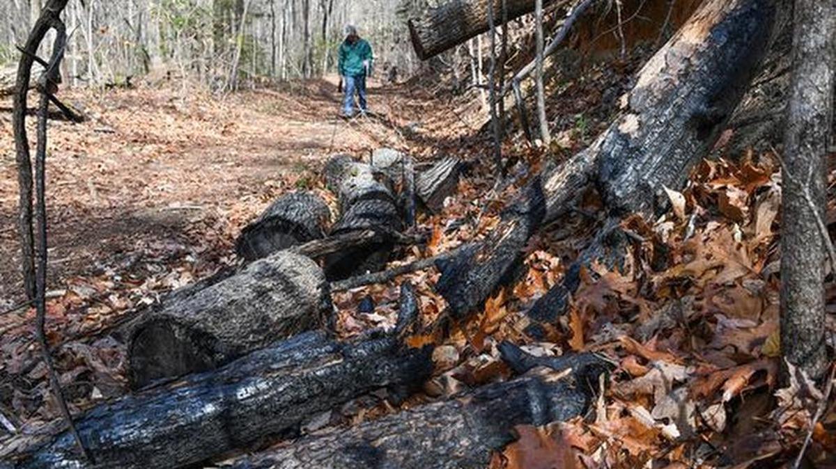 Trees along the Palmetto Trail near Table Rock State Park are still charred on Wednesday, March 22, 2017 from the fire that spread through the park in November of last year.