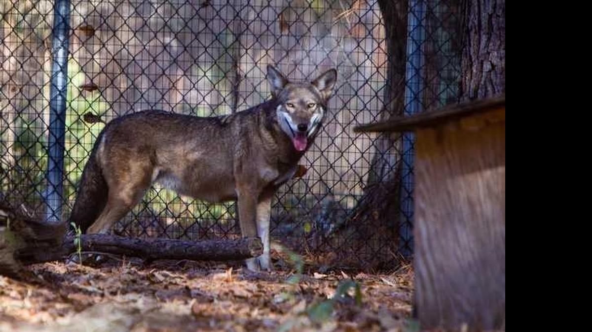 
Red Wolf in captivity at Sewee visitors center in Charleston County.
