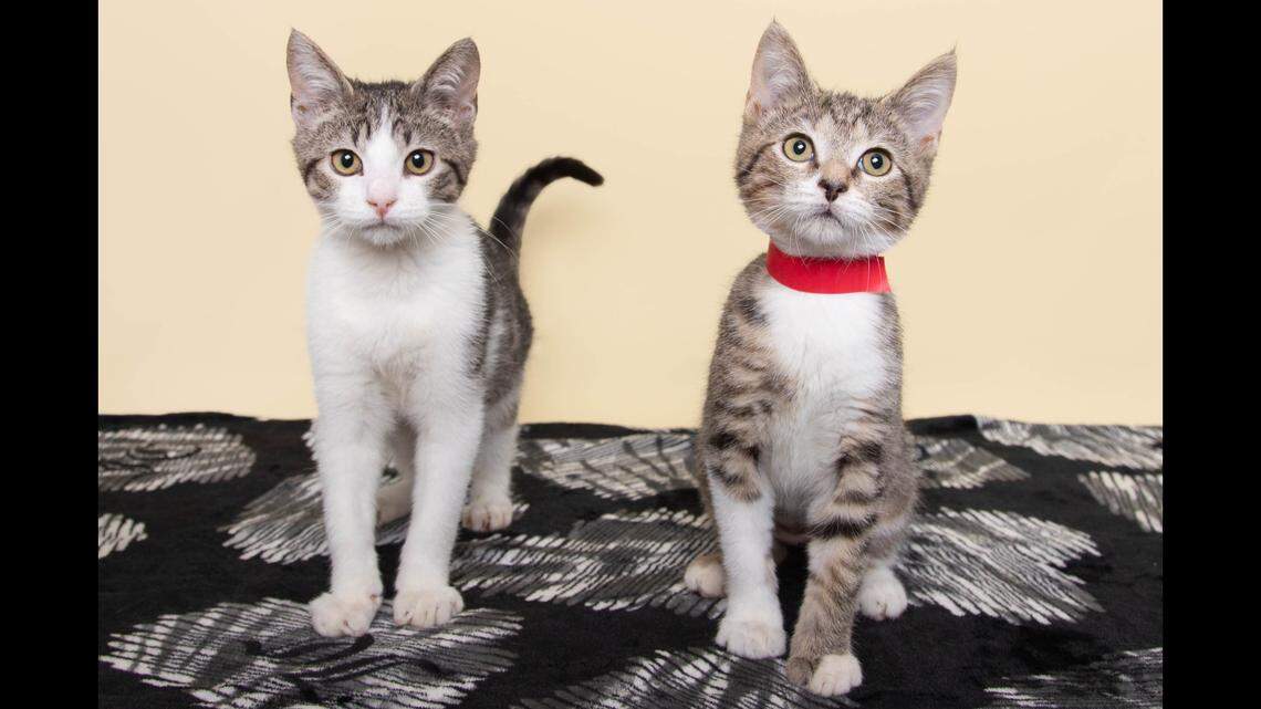 Dark Matter, left, and Comet are both up for adoption in South Carolina.