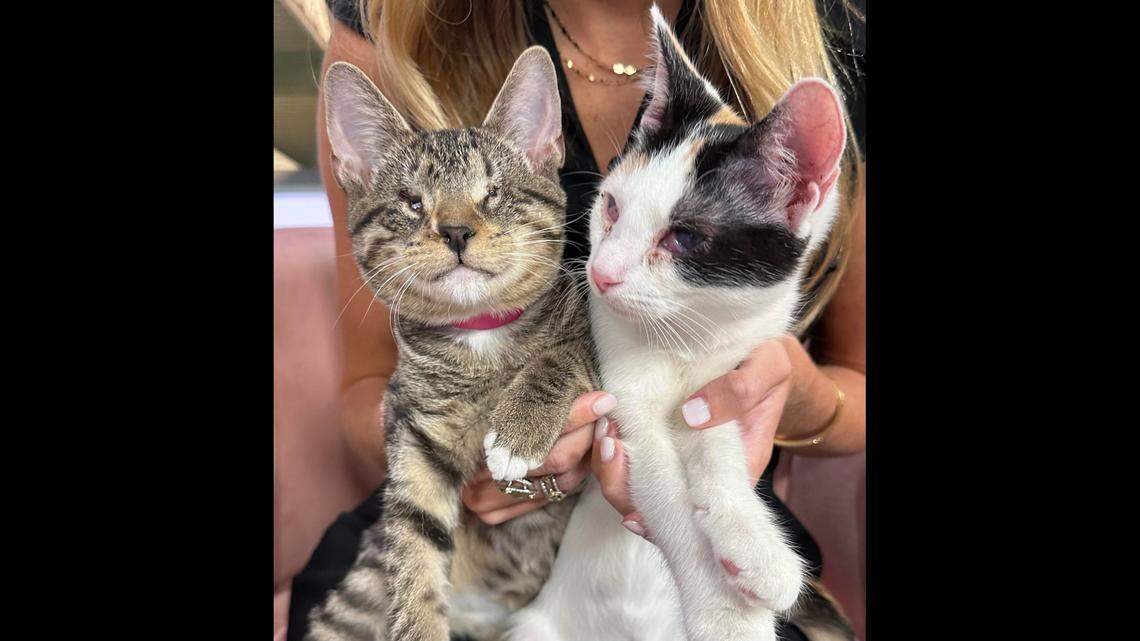 A South Carolina shelter hopes Peanut, left, and Jelly are adopted into the same home.