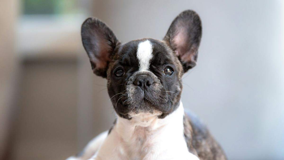 A dozen bulldogs, not the one shown in this photo, went missing from a South Carolina home, police said.