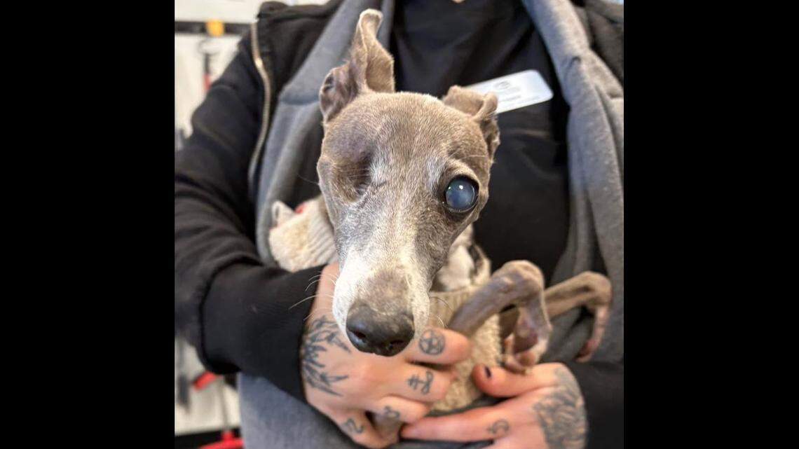 A one-eyed dog got a second chance in South Carolina.