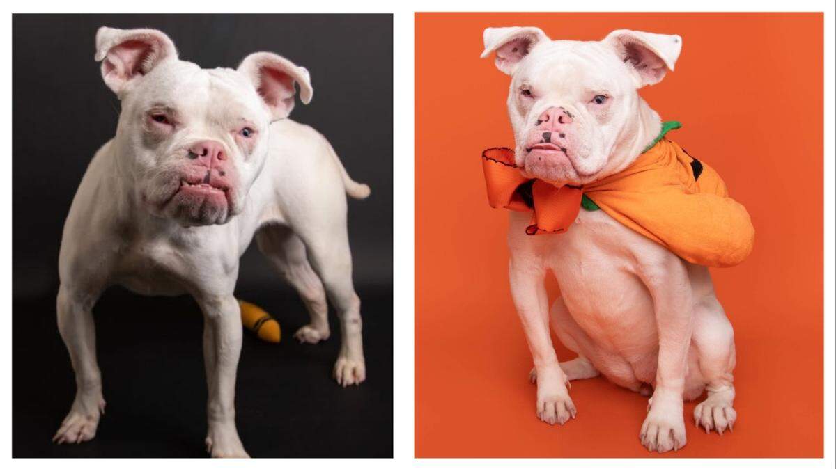 Rooby the shelter dog waits for her fourth home in South Carolina.