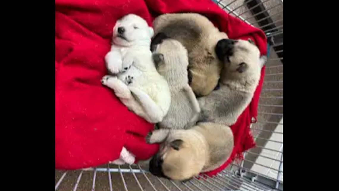 Puppies are getting ready for their next chapters after they were found stuffed in a box, a South Carolina shelter said.