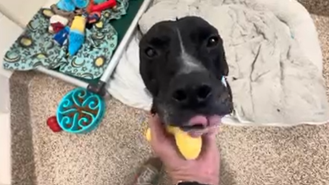 Bo Bear the dog came back to a South Carolina shelter a day after being adopted, officials said.