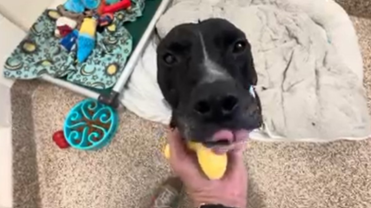 Bo Bear the dog came back to a South Carolina shelter a day after being adopted, officials said.