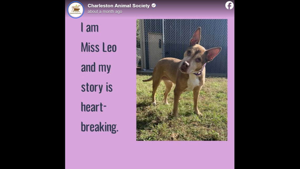 A “sweet” dog has landed at a South Carolina shelter again.