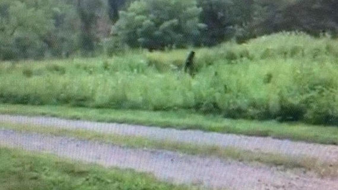
A man says the figure in this photo, taken Thursday in Henderson County, may be a Bigfoot.
