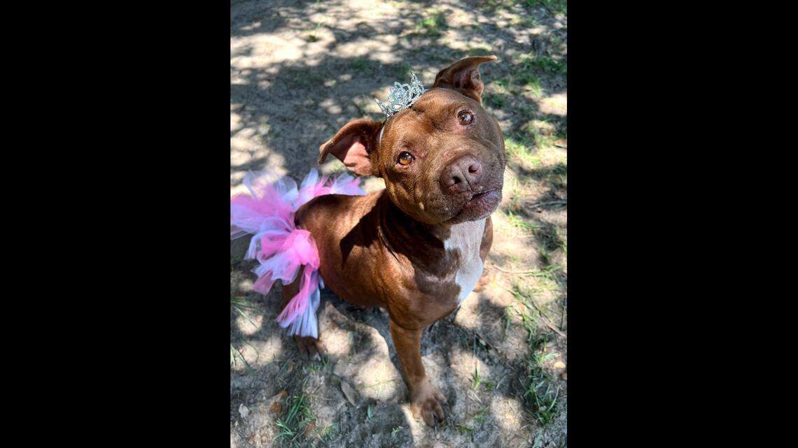 The South Carolina dog is the “perfect blend of playful energy and cuddle-worthy calm.”