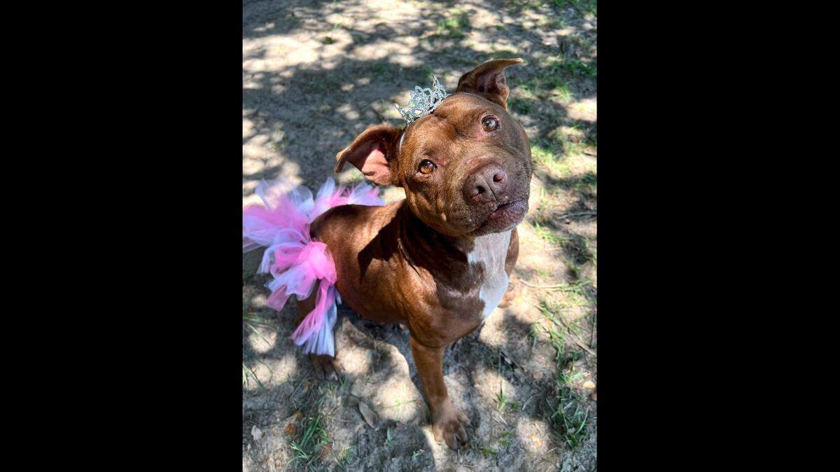The South Carolina dog is the “perfect blend of playful energy and cuddle-worthy calm.”