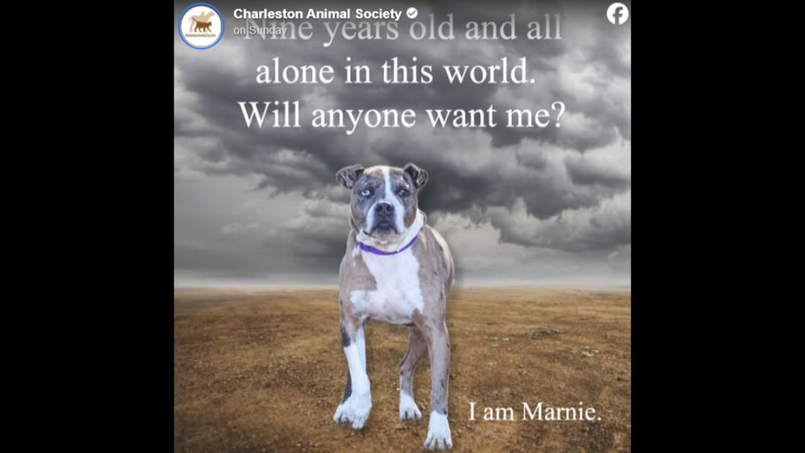 A dog with a “heart full of love” is up for adoption in South Carolina.