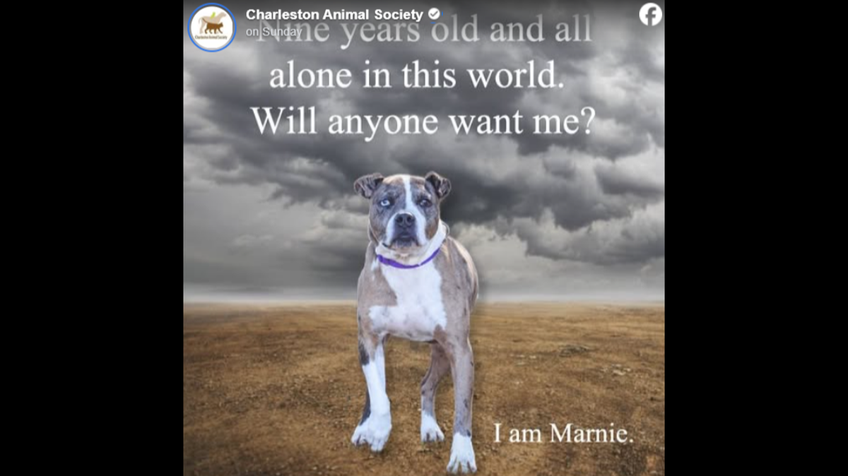 A dog with a “heart full of love” is up for adoption in South Carolina.