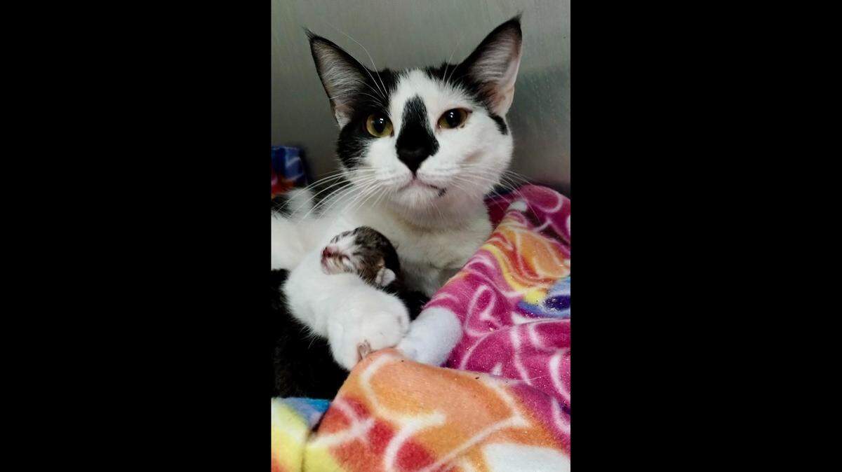 Polly the mama cat “quickly” started caring for South Carolina kittens in need.