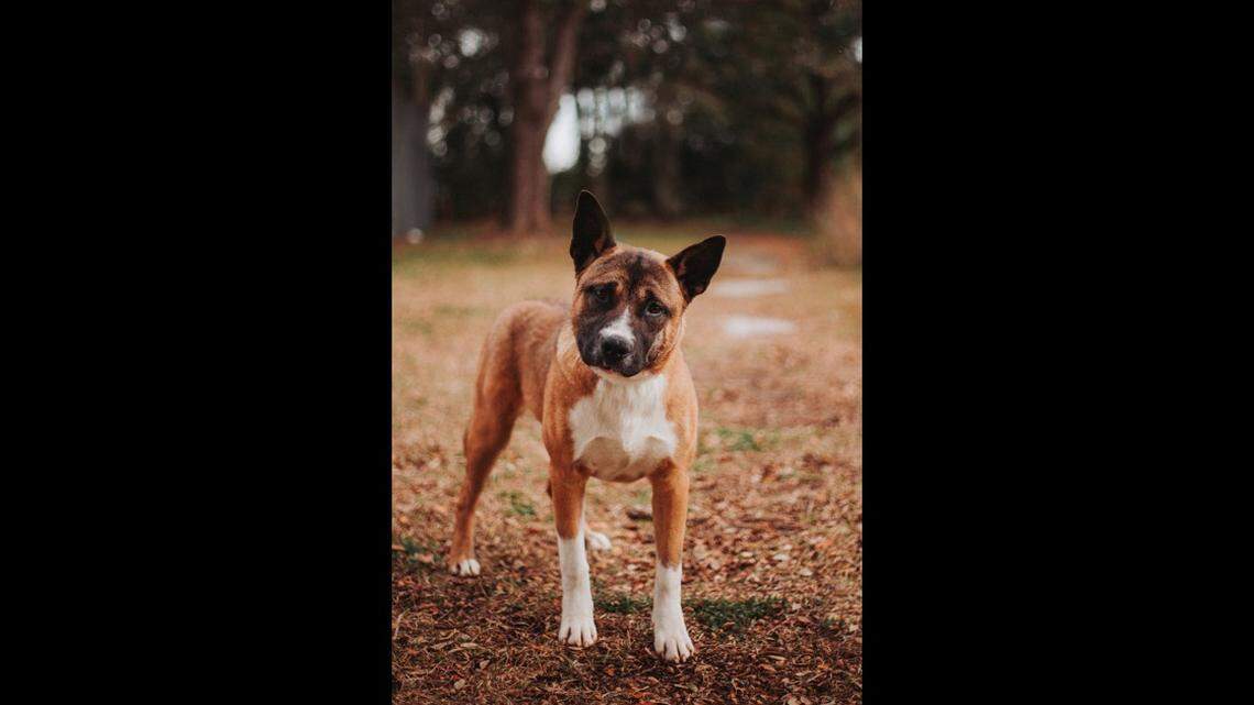 Hachi the dog was shot in the face and now needs a new home, a South Carolina shelter said.