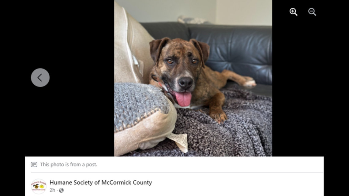 Zach has a new owner after getting a second chance, a South Carolina shelter said.