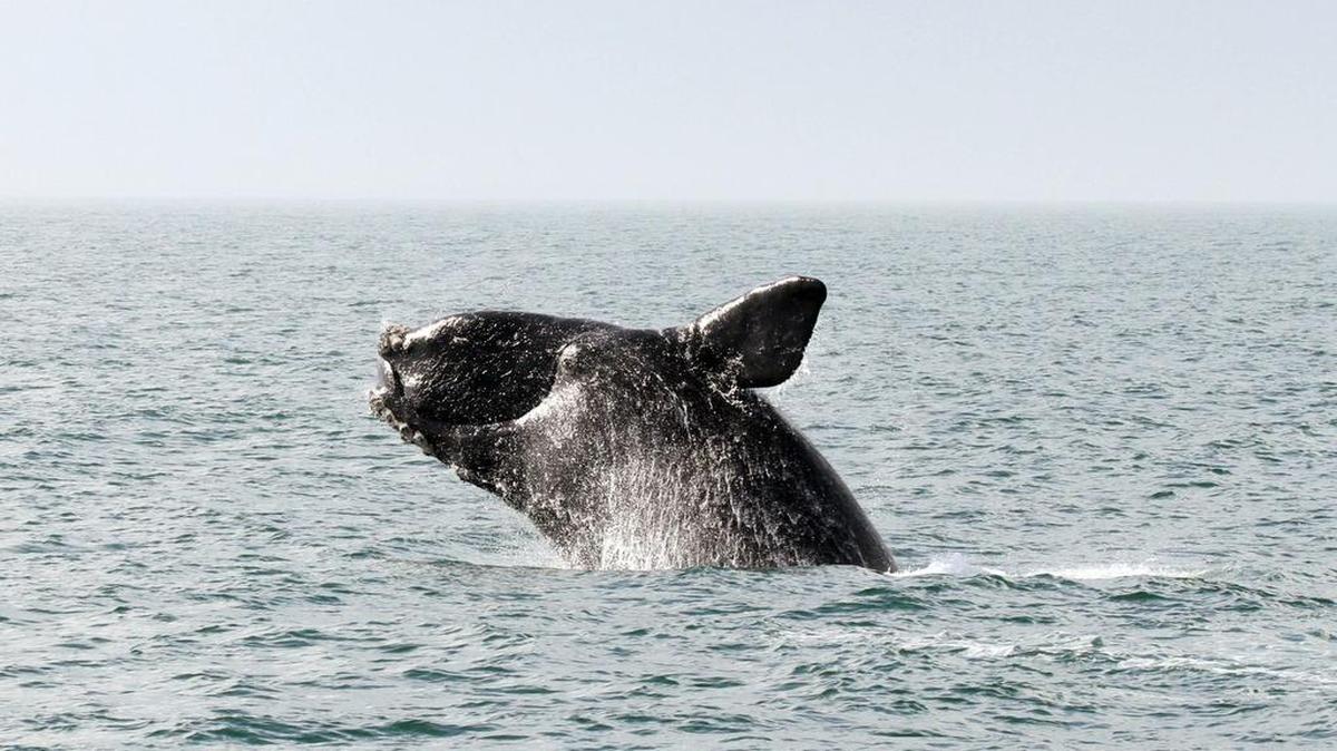 Critics say seismic testing off the Atlantic coast would endanger whales, dolphins and fish.