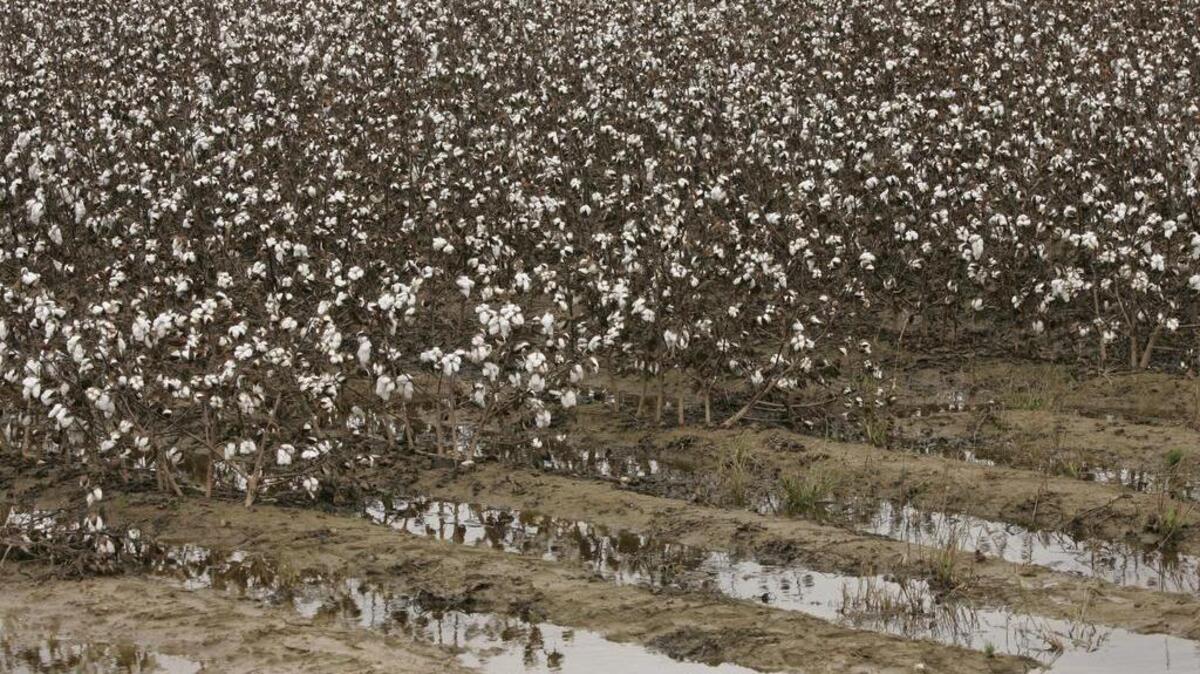 Rainwater stands in a cotton field.