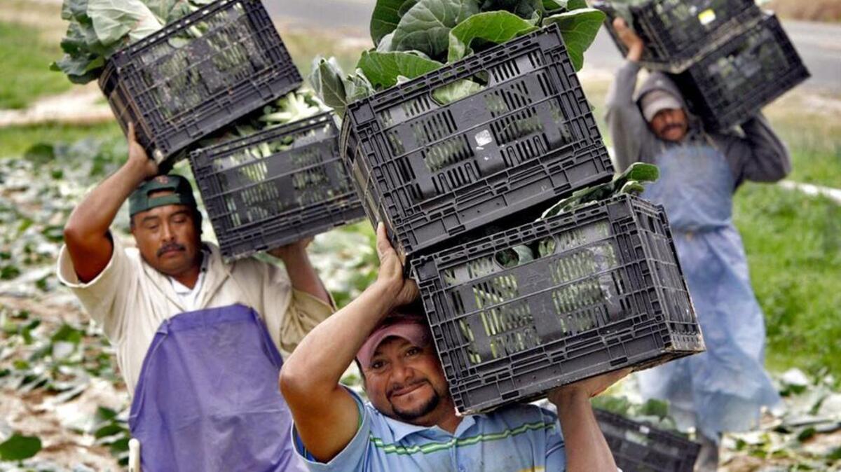 Workers harvest collard greens at a Walter P. Rawl & Sons farm near Lexington.