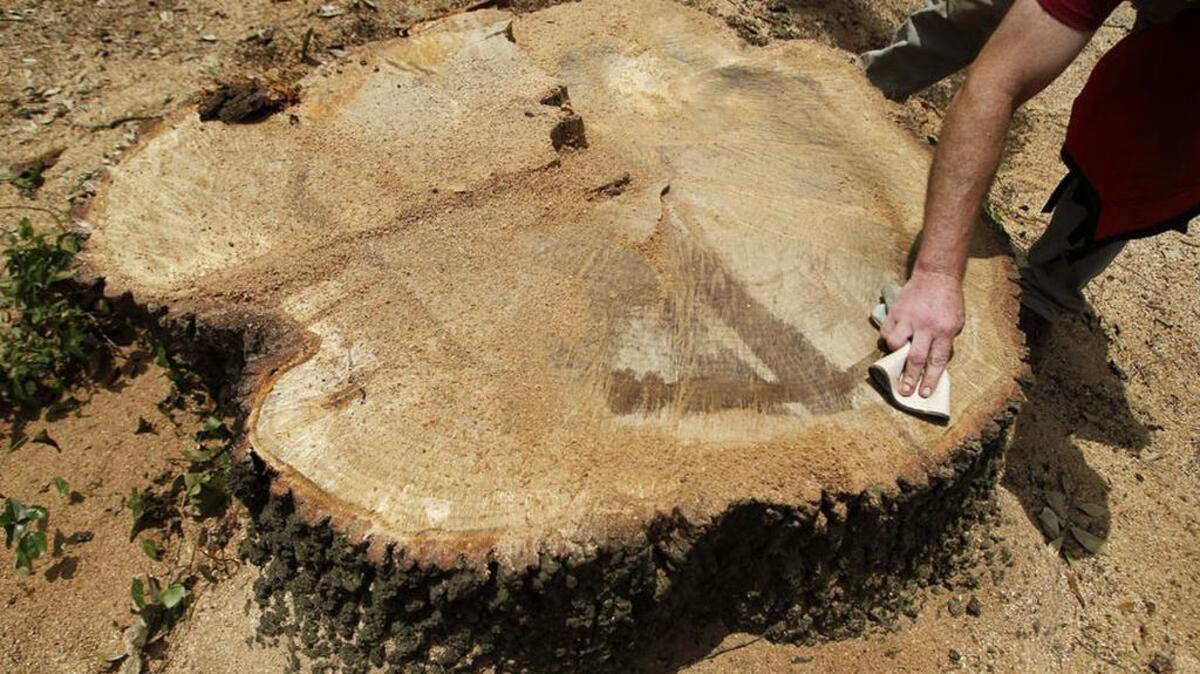 How much choice does the city of Columbia have when it cuts down what look like healthy trees?