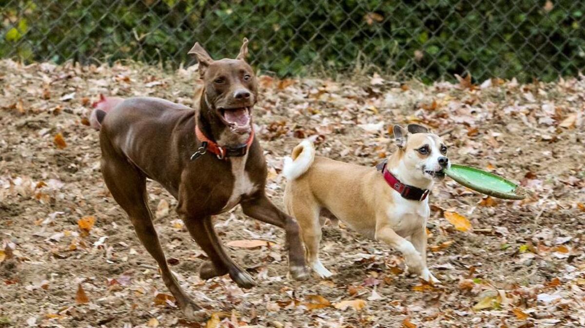 Emily Douglas Park on Wheat Street has a dog park.