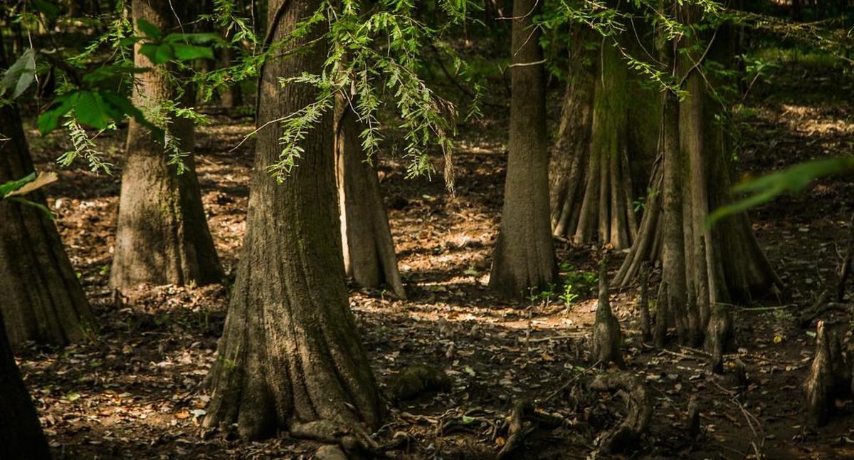 Congaree National Park