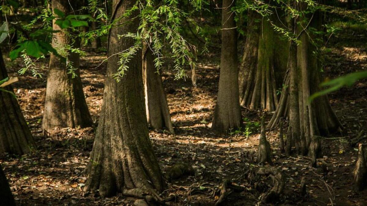 Congaree National Park