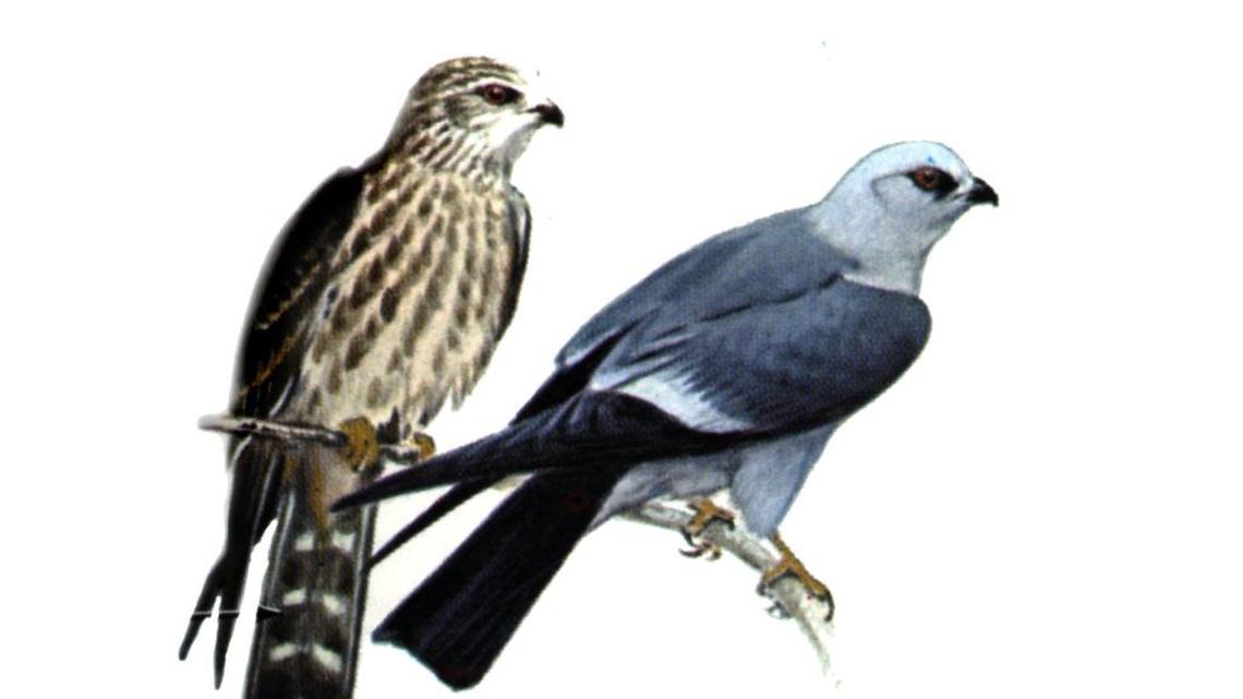 Mississippi kite photo from “A Field Guide To The Birds East Of The Rockies”