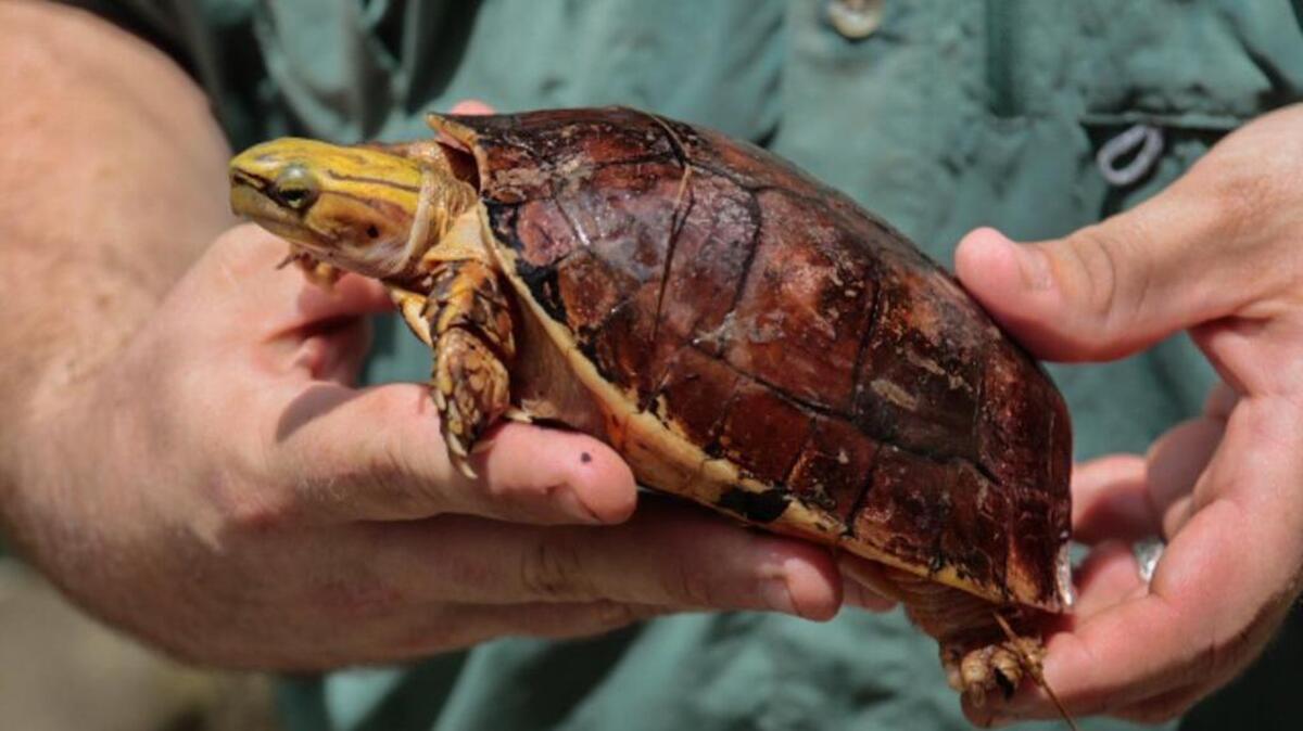 The McCord’s Box Turtle  is the seventh most endangered turtles in the world. The pet trade, particularly in Asia, has nearly depleted the wild population.  6/14/18