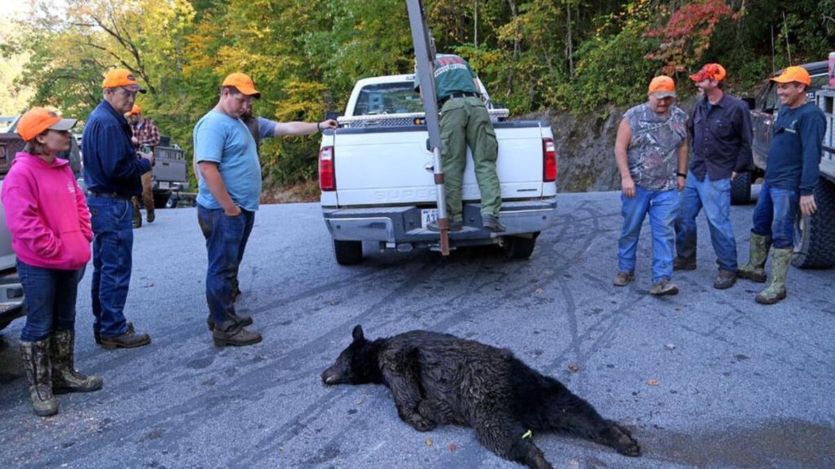 Hunters gather around a 220-pound bear as DNR personnel prepare to weight it near Lake Tugaloo in Oconee County.