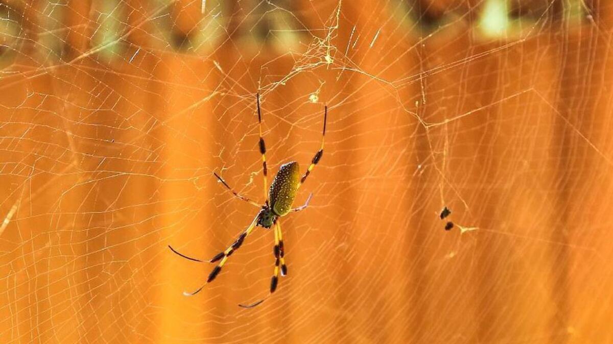 A golden silk web spider