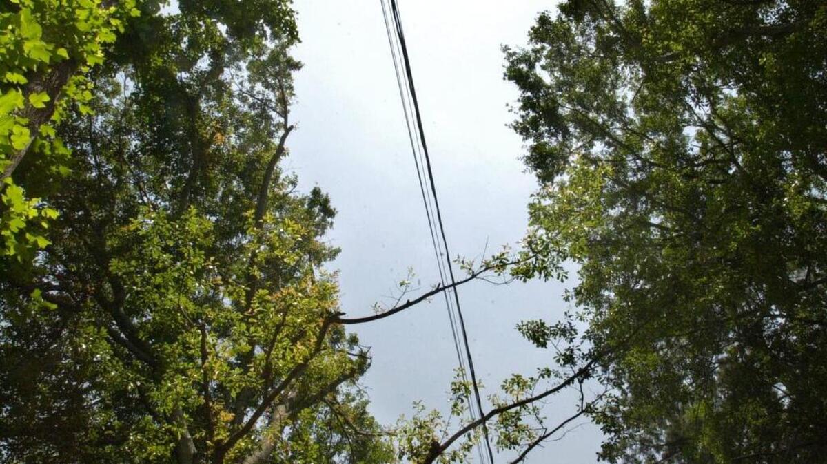 Trees in West Columbia were cut to clear space for power lines.