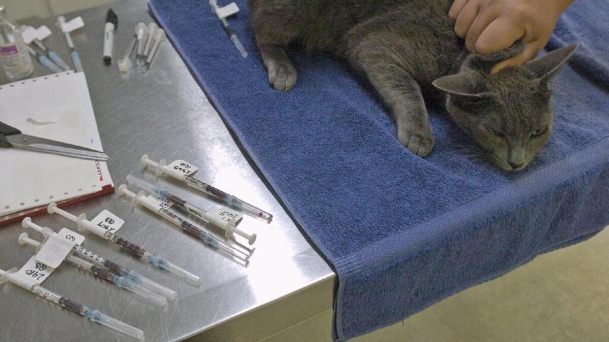 A an animal-care technician holds down a cat in preparation for drawing blood for a test.