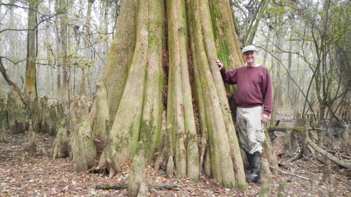 William Conner stands in front of the fluted trunk of a Bald Cypress in the lower section of the Congaree National Park.