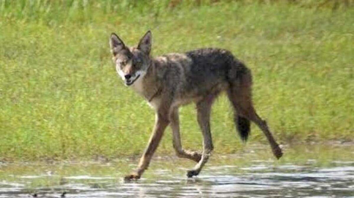 A coyote photographed on Pinckney Island