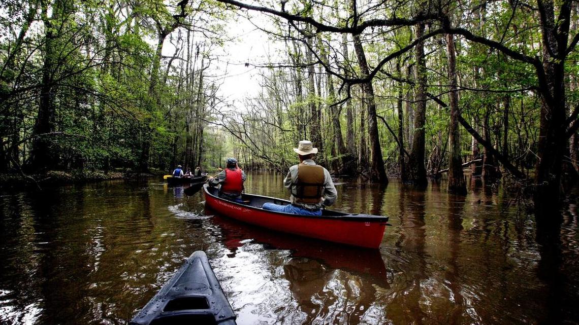 Congaree National Park is South Carolina’s only national park. It is located about 10 miles from Columbia. It consists of flood plains, tea-colored creeks and towering trees.