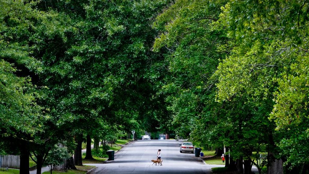 Trees line the streets of Shandon.